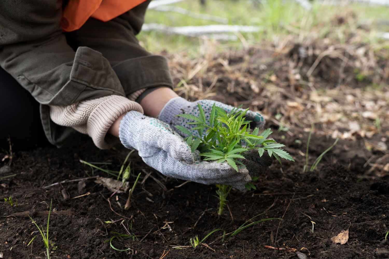 Best Tree Trimming Near Me  in Tamarac, FL